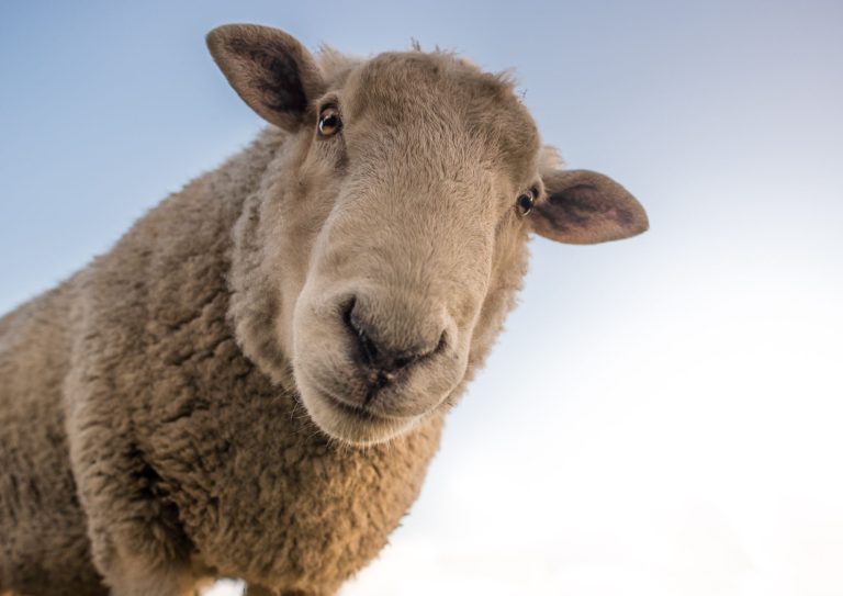 Submergeix-te en la serenitat de Mas Casas Cruïlles: La teva llar a la granja d’ovelles de l’Empordà