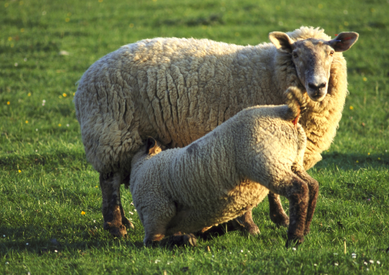 Llet d’ovella de qualitat: Una experiència autèntica amb mas casas cruillas